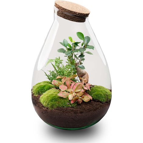 Terrarium Plante DIY Écosystème Fermé avec Ficus Ginseng et Fougère Ø 24 x 37 cm - PANGIVO (1/4)