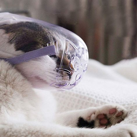 Juego de 3 bozales antimordeduras y antiladridos para gatos, máscara transparente para gatos y perros, bozal para todos los gatos y perros con hocicos puntiagudos. (1/5)