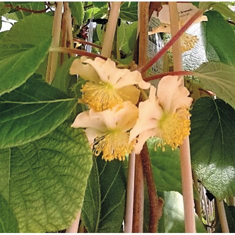 Planta de Kiwi Amarillo Actinia Deliciosa Atlas. 40 - 50 Cm