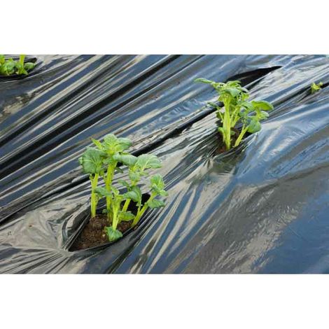 Film de paillage noir pour pommes de terre – Pré-perforé 20 cm – Épaisseur 20μ – Limite dessèchement et mauvaises herbes – Nature
