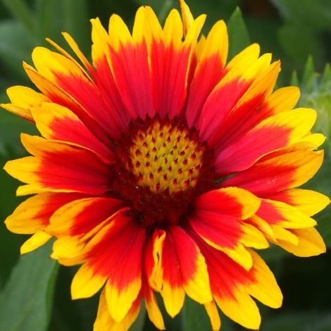 4 x Gaillarde vivace  - Gaillardia 'Arizona Sun'  - godet 9x9 cm