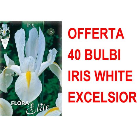 OFFERTA 40 BULBI IRIS HOLLANDICA WHITE EXCELSIOR BULBS BULBES