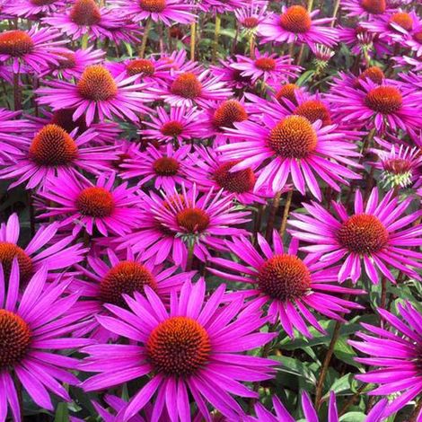 4 x Rudbeckia pourpre 'Pica Bella' - godet 9x9 cm