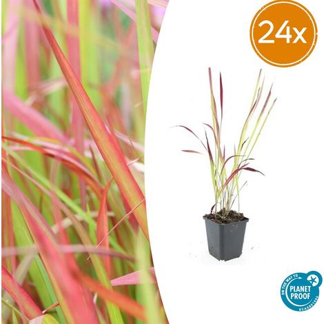 Lot de 24 Imperata cylindrica Herbe à sang japonaise Décorative Hauteur 10-25 cm Pot Ø9 cm - PANGIVO (1/5)
