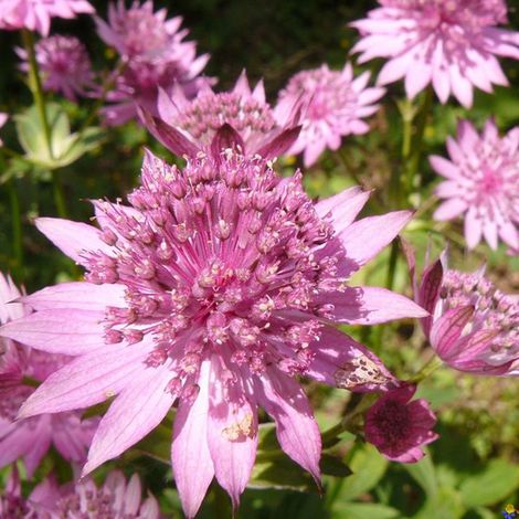 4 x Grande Astrance  - Astrantia major 'Rosea'  - godet 9x9 cm (1/4)
