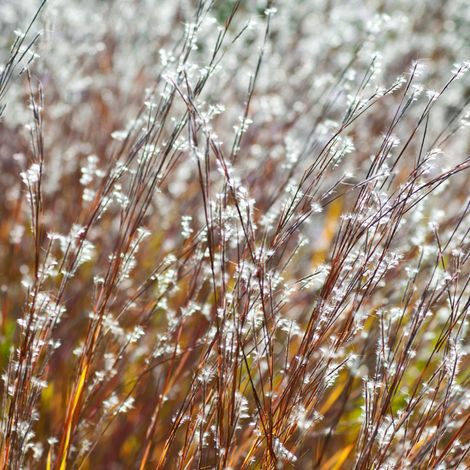 Schizachyrium Blue Heaven' - Schizachyrium scoparium Blue Heaven' pot 2L