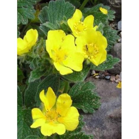 Potentille vivace à grandes fleurs Godet de 8/9 cm
