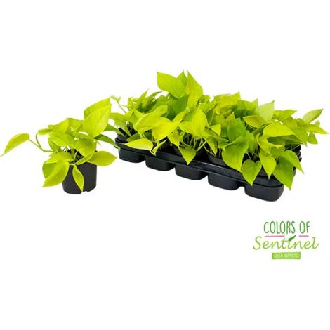 Gardenaria Epipremnum pinnatum 'Golden photos' - Pianta da interno ornamentale - Altezza: 40 cm (vaso 15) (1/5)