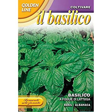 SEMI BASILICO A FOGLIE DI LATTUGA