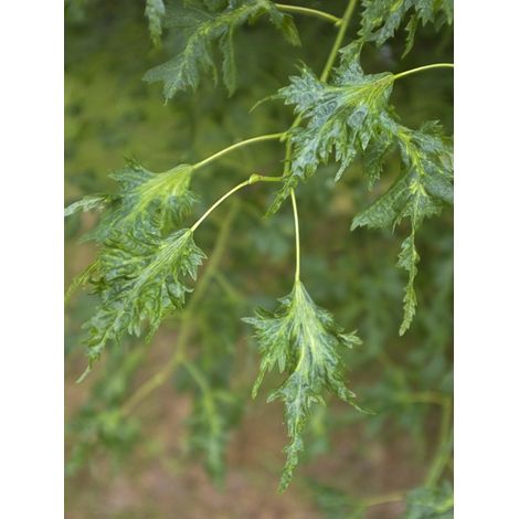 Tilleul à grandes feuilles, Tilleul de Hollande 'Laciniata' Pot de 7,5L/10L