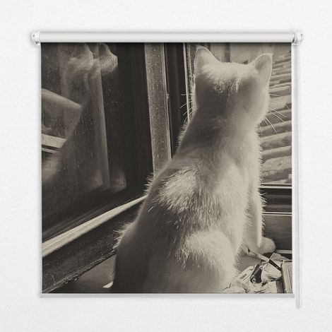 Innenrollo Fensterrollo - Rollo ohne Bohren - Sichtschutzrollo - Lichtdurchlässiges Rollo - Rechteckiges - Rollo - (140 cm x 140 cm) - Katzen im Fenster