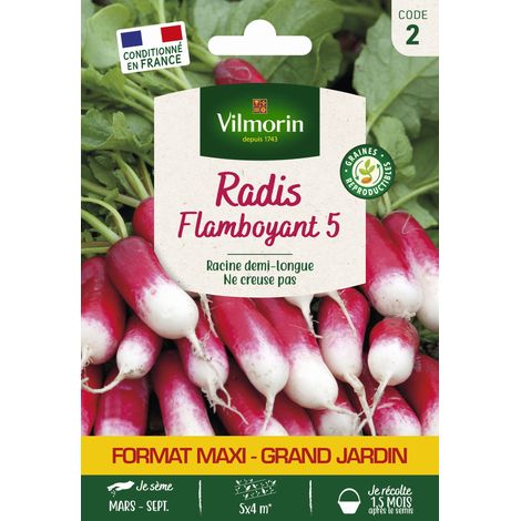 Radis Flamboyant 5 - Grand Modèle Vilmorin (1/2)