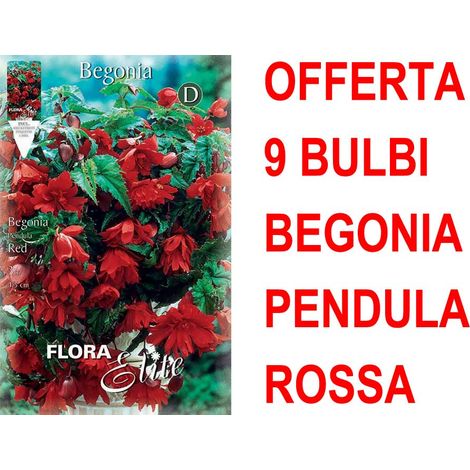 OFFERTA 9 PRIMAVERILI BULBI BEGONIA PENDULA ROSSA BULBS BULBES