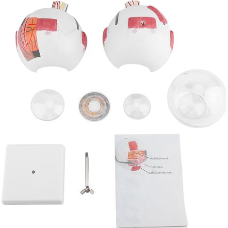 Magnification 6X Removable Human Eye Eyeball Model for Anatomy Study Teaching