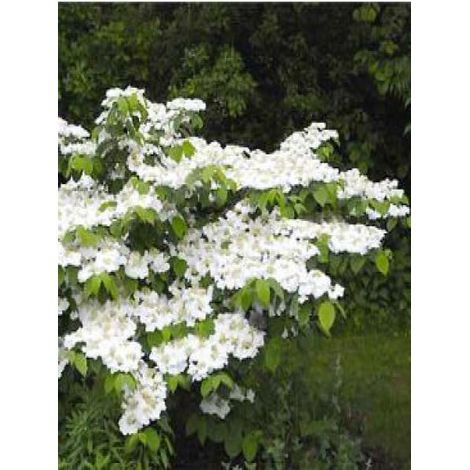 Viorne de Chine 'Tomentosum' Pot de 2L/3L