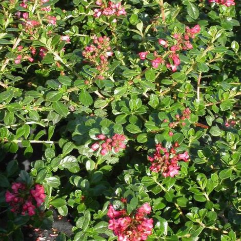 Escallonia Donard Radiance/Pot de 3L - 20/40 cm (1/4)