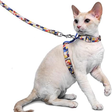 Cat -Kabelbaum und Leine Beweis für Kleine große Katzen, verstellbare Katzenkragen und Leinen für Gehen, Kätzchenkabelbaum