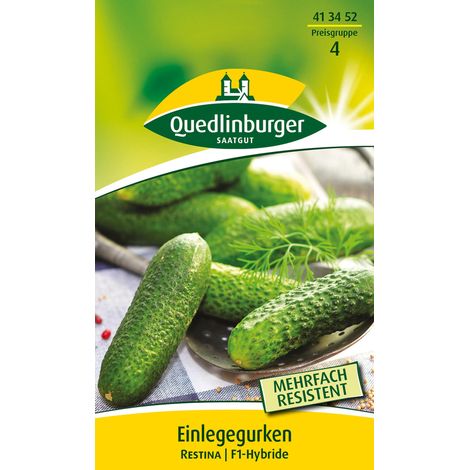 Quedlinburger Saatgut – Cornichon Restina F1 – Graines de légumes, hybride robuste et précoce, pour env. 3 mètres linéaires (1/2)