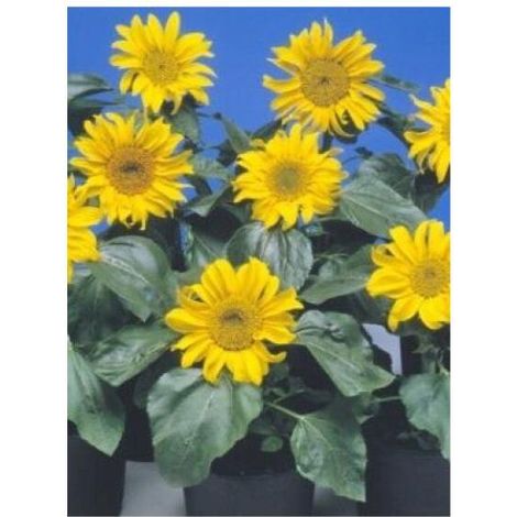 Soleil nain 'Sunpot' le sachet de 60 graines (3g) (1/2)