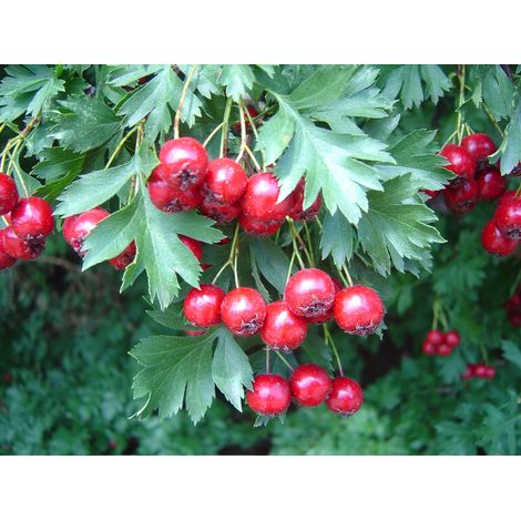 Pianta di Azzeruolo Rosso (Crataegus azarolus) vaso 24cm