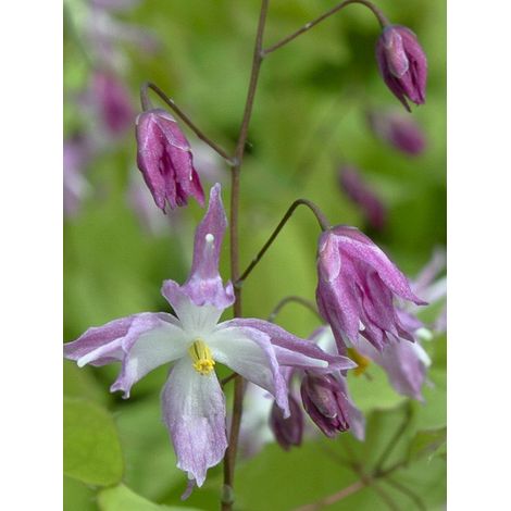 Fleur des elfes à grandes fleurs 'Beni-kujaku ' Godet de 8/9 cm (1/2)
