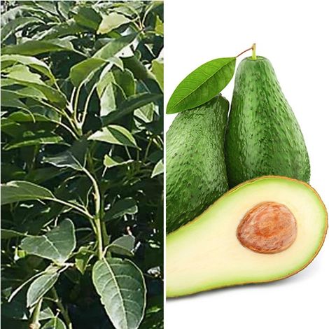 Planta Frutal de Aguacate Pinkerton. Bueno para Cultivo en Maceta