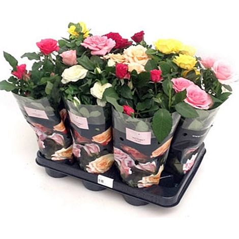 x10 Rosal Mini Variados. 10 Unidades