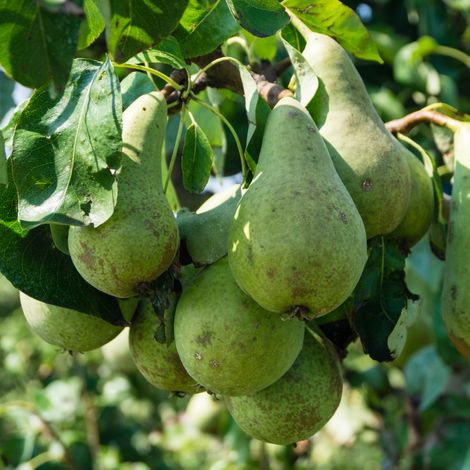 Pyrus communis Conference - Poirier Racines nues (1/4)