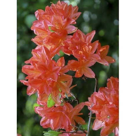 Azalée de Chine 'Koster's Brilliant Red ' Pot de 4L/5L (1/3)