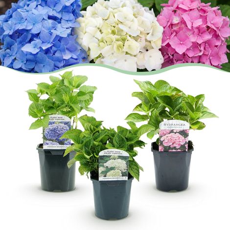 Lot de 3 Hortensias Hydrangea macrophylla Tricolore Bleu Rose Blanc Pot 17cm Hauteur 30cm - PANGIVO (1/5)