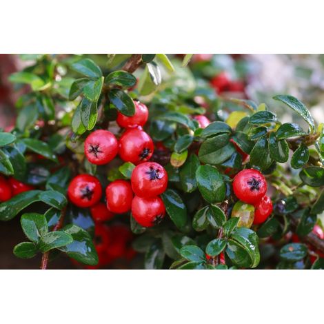 Gardenaria Cotoneaster horizontalis - Arbusto ornamentale da giardino - Altezza: 30/35 cm (vaso19) (1/5)