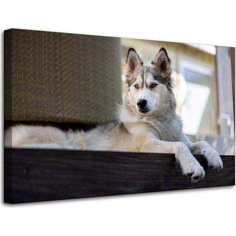 Leinwanddruck „Tiere Husky Hund“ 80x50 cm