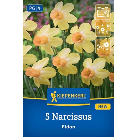 Kiepenkerl Herbstblumenzwiebel Narzissen Fidan 5 Stück (1/2)