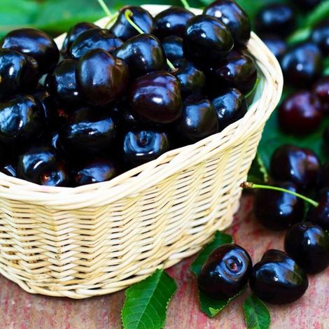 Pépinières Naudet – Cerisier bigarreau 'Moreau' – Arbre fruitier à cerises rouges foncées – Hauteur à maturité 3-4m – Floraison blanche au printemps (1/3)