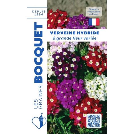 Verveine HYB à grande fleur variée - 0,5g