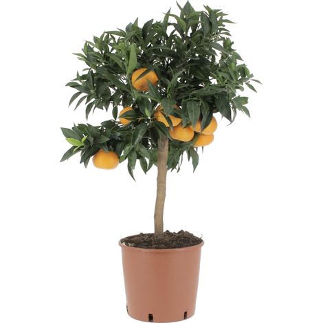 Citrus Reticulata - Pianta di Mandarino - Alberi da Frutto da Esterno - H 70-80 cm Ø 20 cm (1/3)