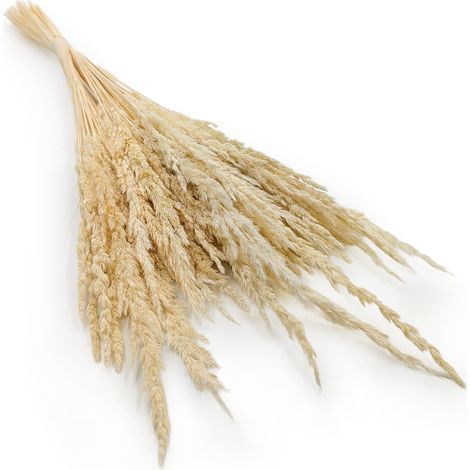 Sand-Schilfgras (Calamagrostis epigejos) – Weiß (1/5)