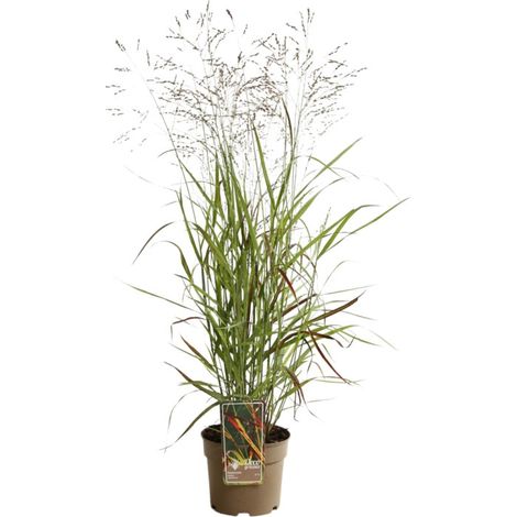 Panic érigé Shenandoah' - Panicum virgatum Shenandoah' pot 3L (1/2)