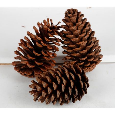 12x Tannenzapfen 3er Set Deko Weihnachten X-Mas Wohnen Zapfen Home Advent Pinien (1/3)