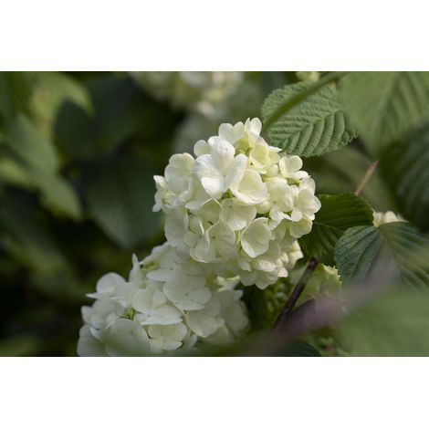 Schneeball 'Newport' Viburnum plicatum 'Newport' Sta C 5 Krone mehrj. Sth. 80- (1/4)