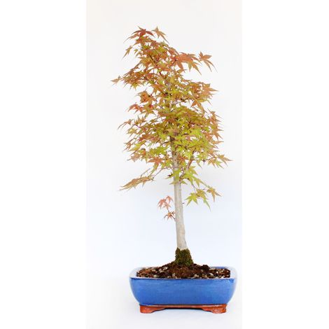 Bonsai Acero Palmato Deshojo - Acer Palmatum - Vaso - H 50-60 cm Vaso Ø 21 cm