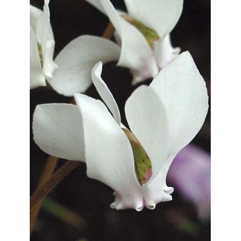 Cyclamen de Naples 'Album' Godet de 7/8 cm (1/5)