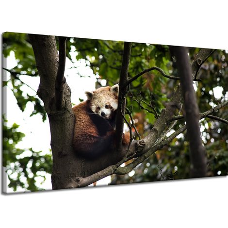 Leinwanddruck Tiere Roter Panda 120x70