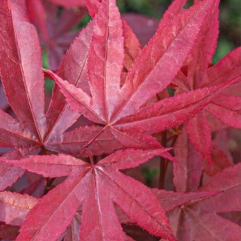 Érable Twomblys Red Sentinel - Acer twomblys red sentinel 40cm (1/4)