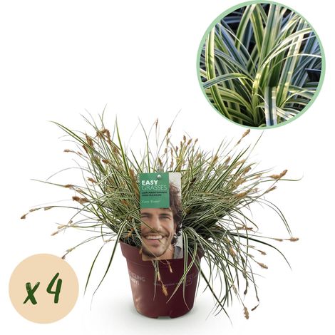 Lot de 4 Carex oshimensis Everest Graminées Ornementales Persistantes Blanc et Vert Pot 17 cm 50 cm - PANGIVO (1/5)