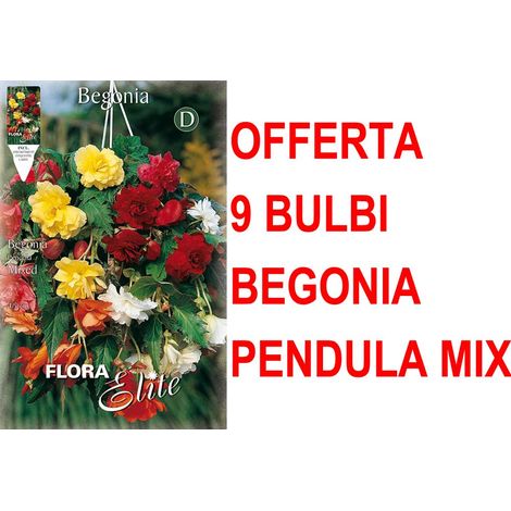 OFFERTA 9 BULBI BEGONIA PENDULA IN MIX DI COLORI BULBS BULBES