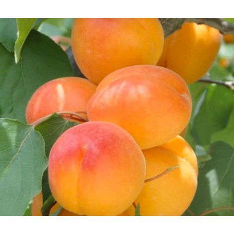 PIANTA DA FRUTTO ALBICOCCA BOREALE in vaso 20 - età 2/3 anni (foto reali)