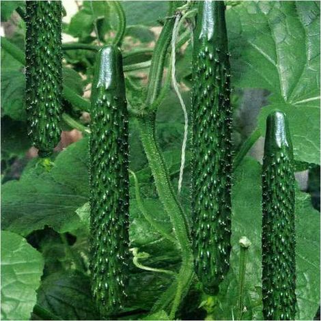 Concombre 40 pcs – Culture Facile – Jardin Pot (1/3)