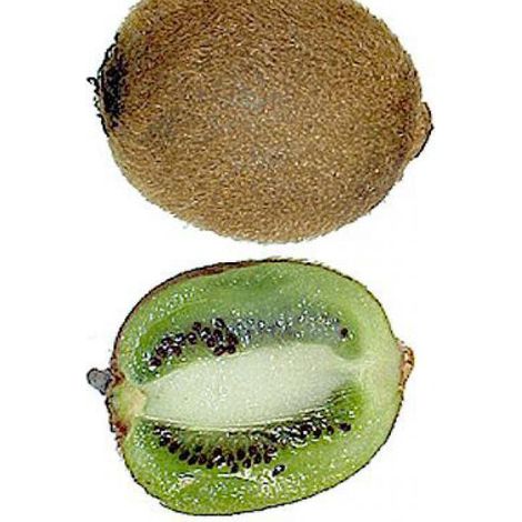 Kiwi auto-fertile, actinidier 'Jenny' Godet de 8/9 cm