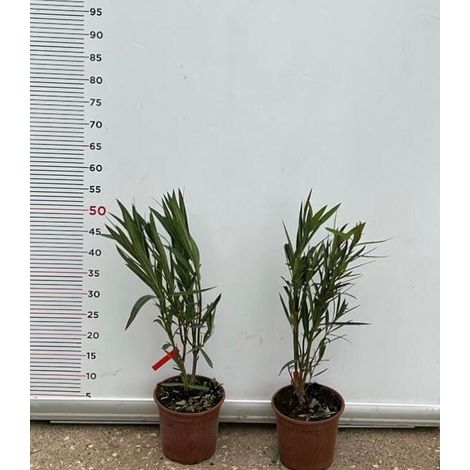PIANTA DI OLEANDRO ROSA SCURO SOLEIL LEVANT VASO 18 alt.30/40 cm (foto reale)